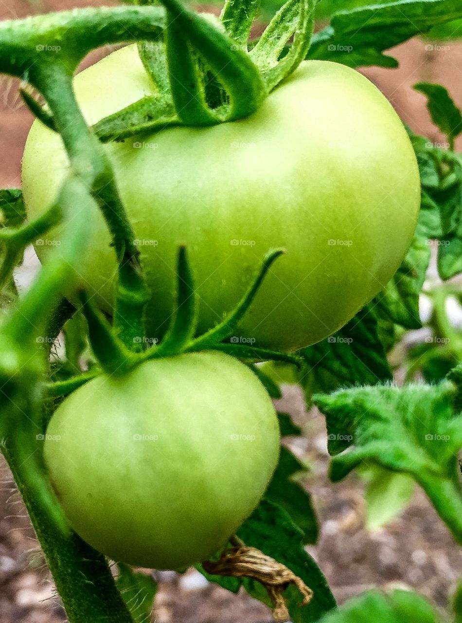 Tomatoes