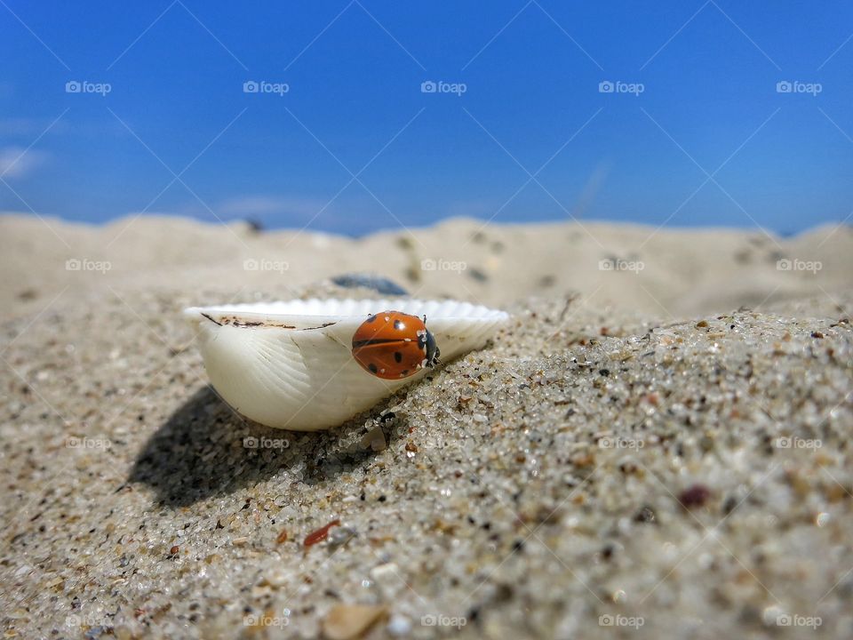 Ladybug on a seashell