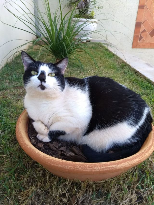 Brotou uma gatinha.