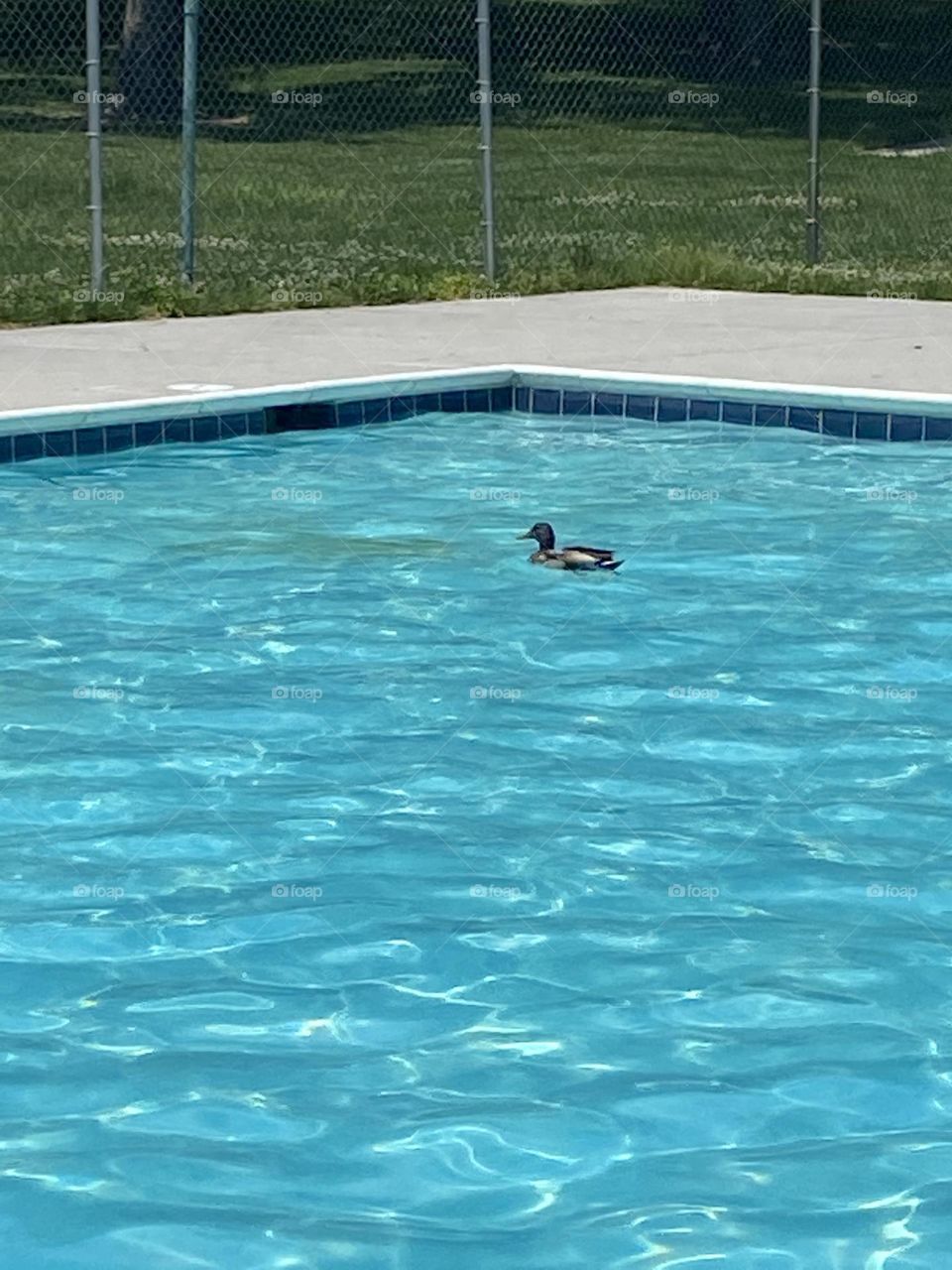 Duck in pool