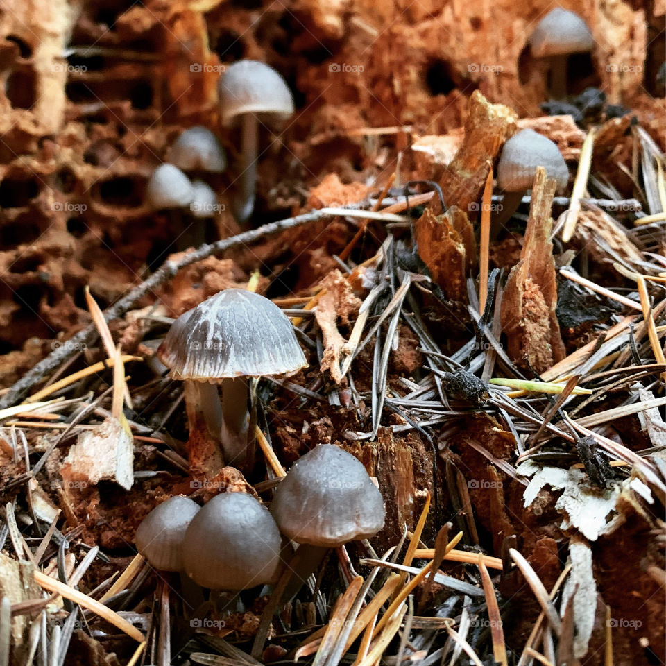 Mushroom village 