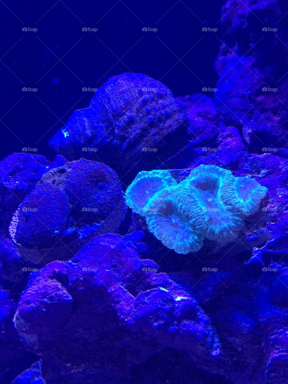 Corals in my aquarium 