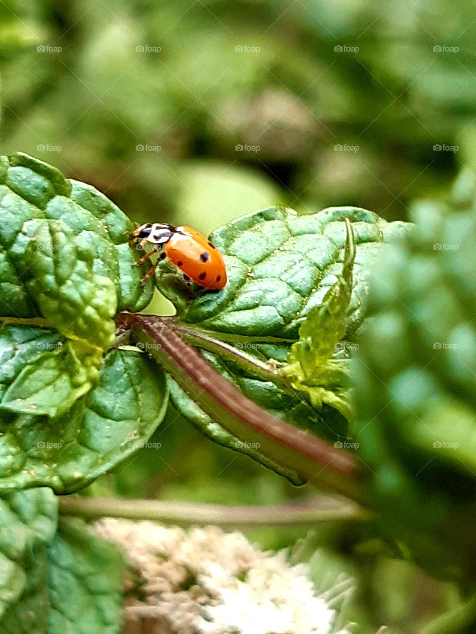 A ladybug is a small, round beetle with a distinctive red or orange body, often adorned with black spots. It is known for its gentle nature and is considered a symbol of good luck in many cultures. Ladybugs are beneficial insects