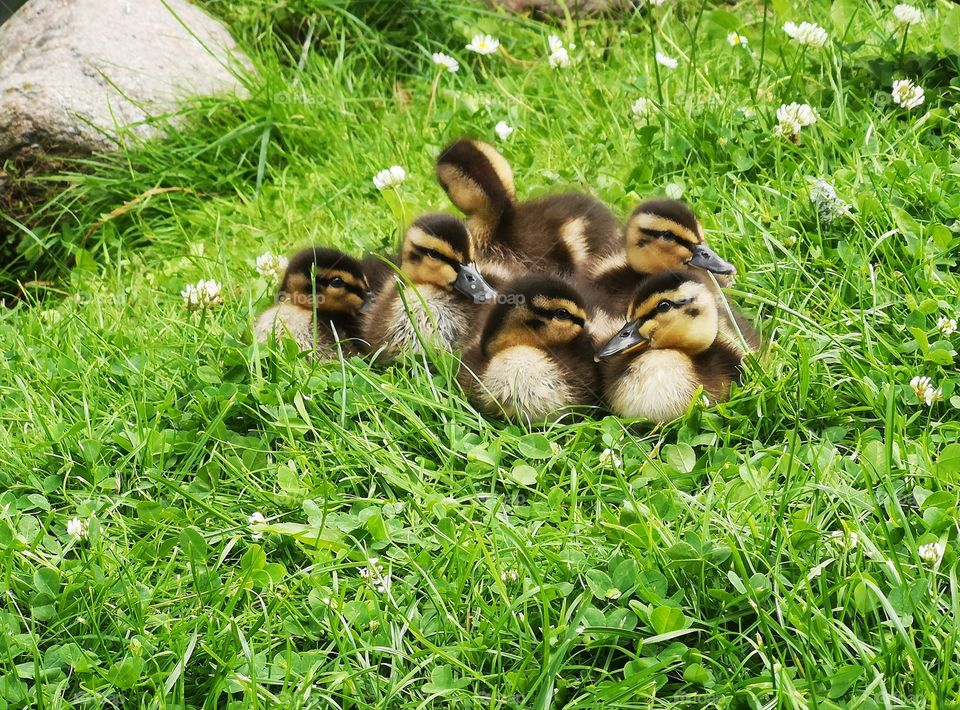 Duck babies, ducklings, in the grass