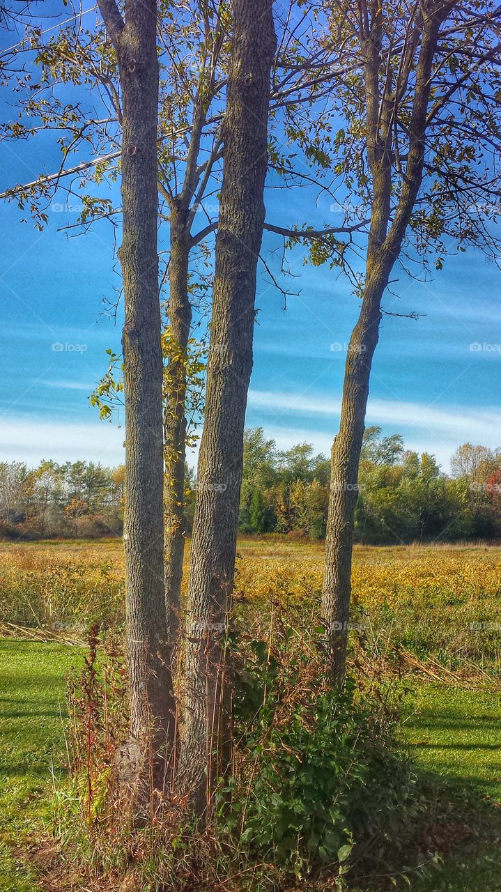 Nature. Tall Trees