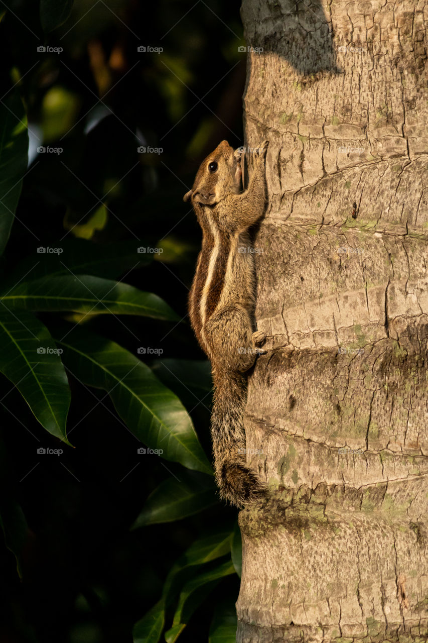 Cute squirrel is taking sweet sunbathe during the winter morning.