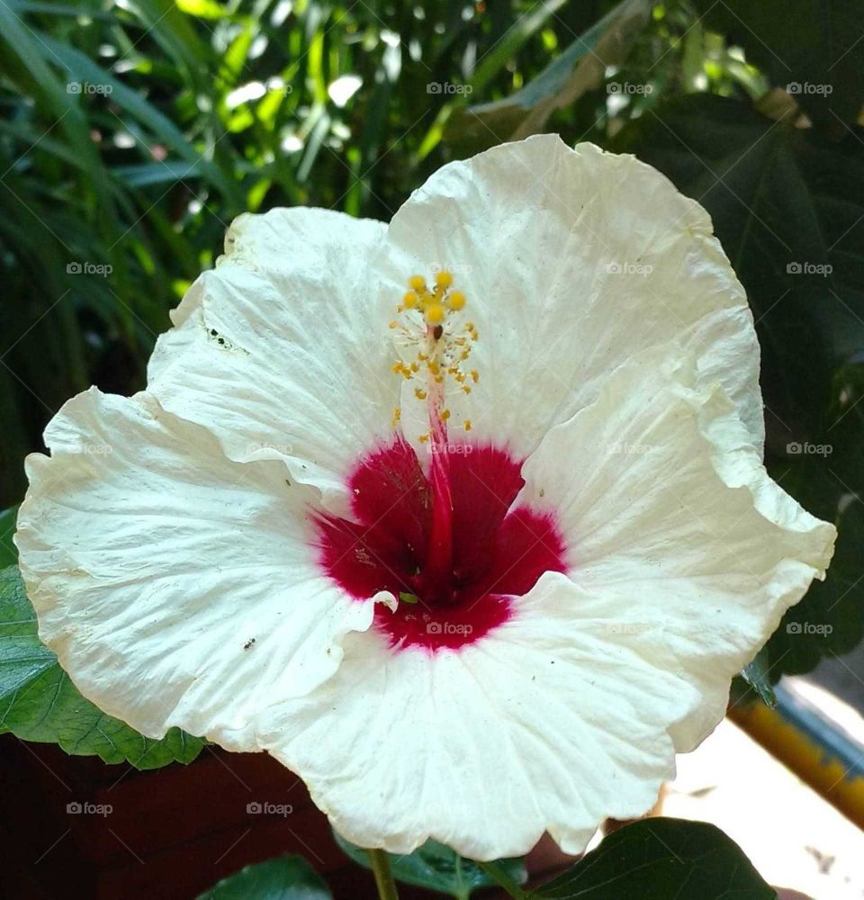white Hibiscus