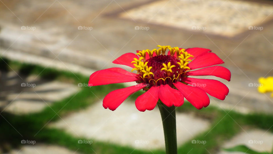Thai flower
