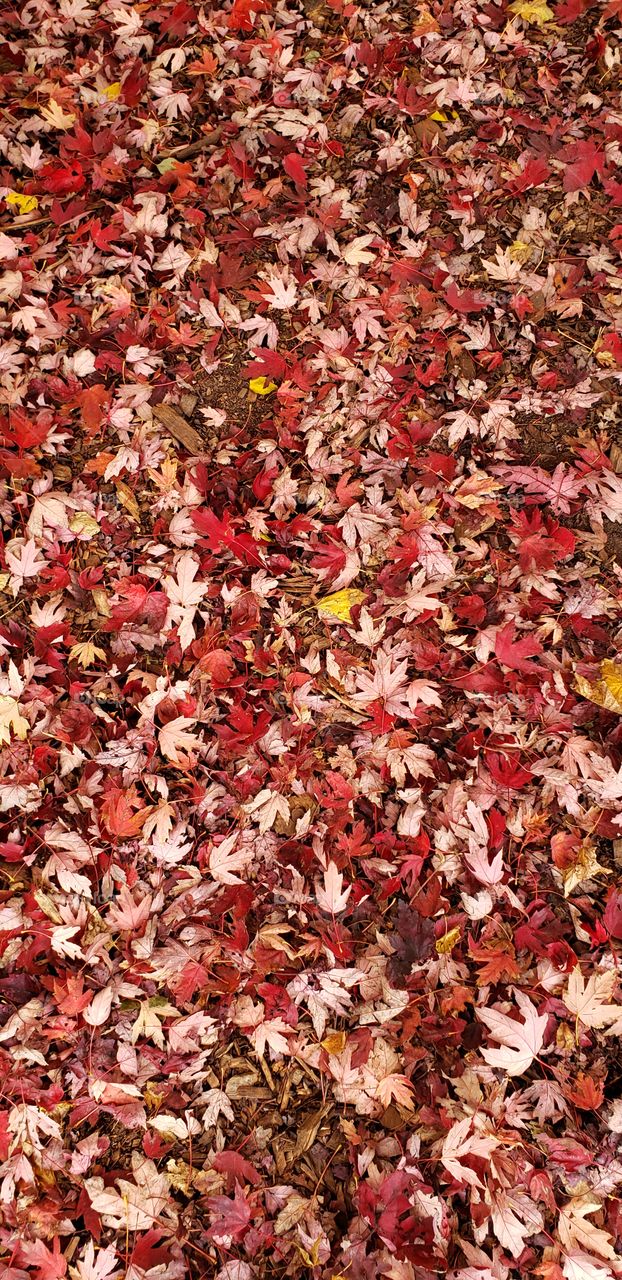 red fall leaves