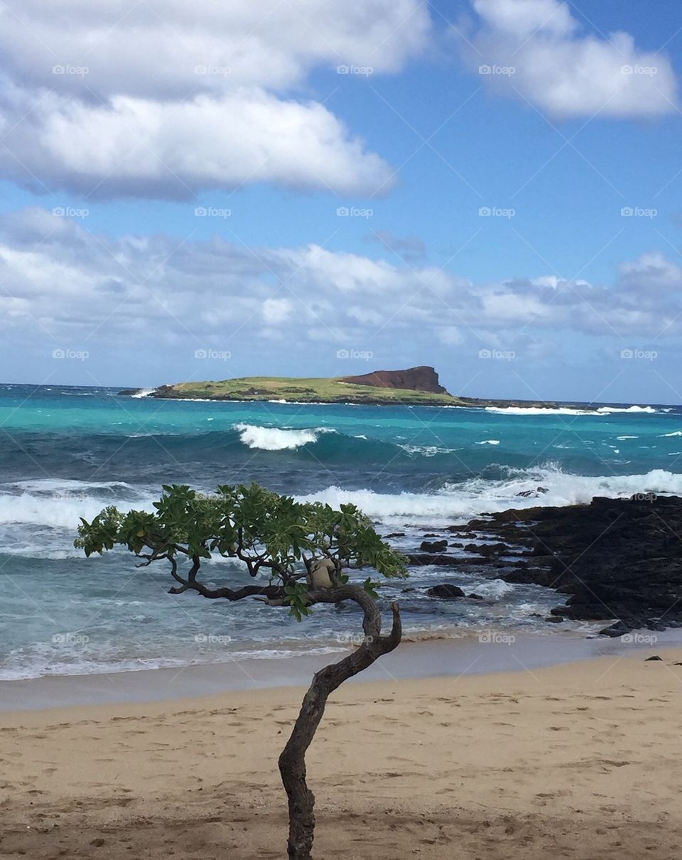 Hawaii tree