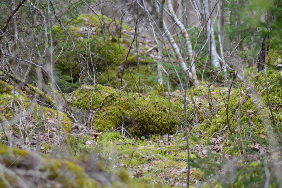 mossa i skog