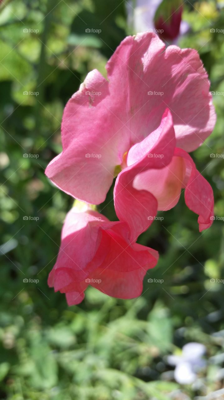 my Sweet peas. they smell like Heaven