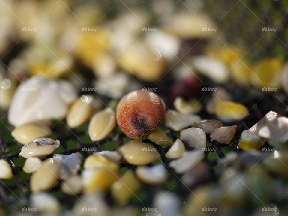 whats in the feeding tray