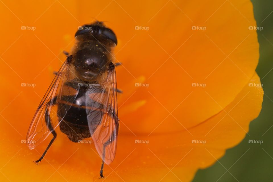 Bee Feeding From Flower