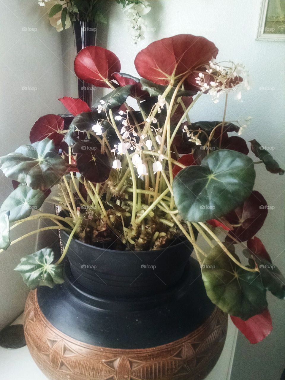 Beefsteak begonia flowering