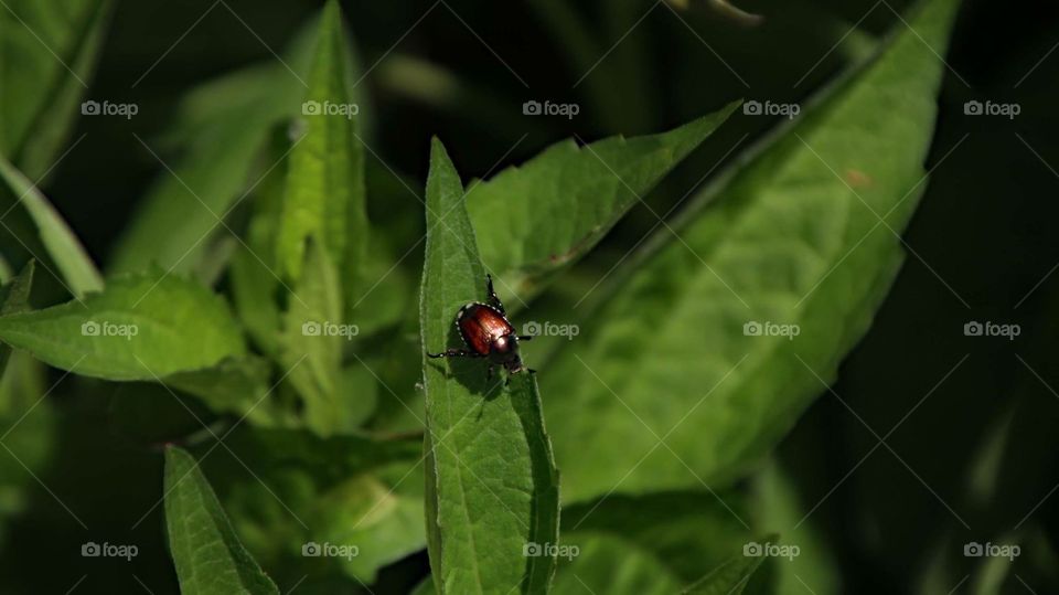 Bug sitting on leaf