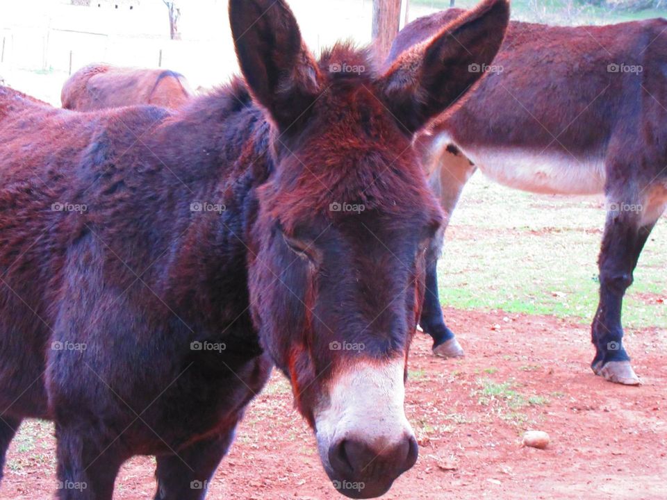 Donkeys