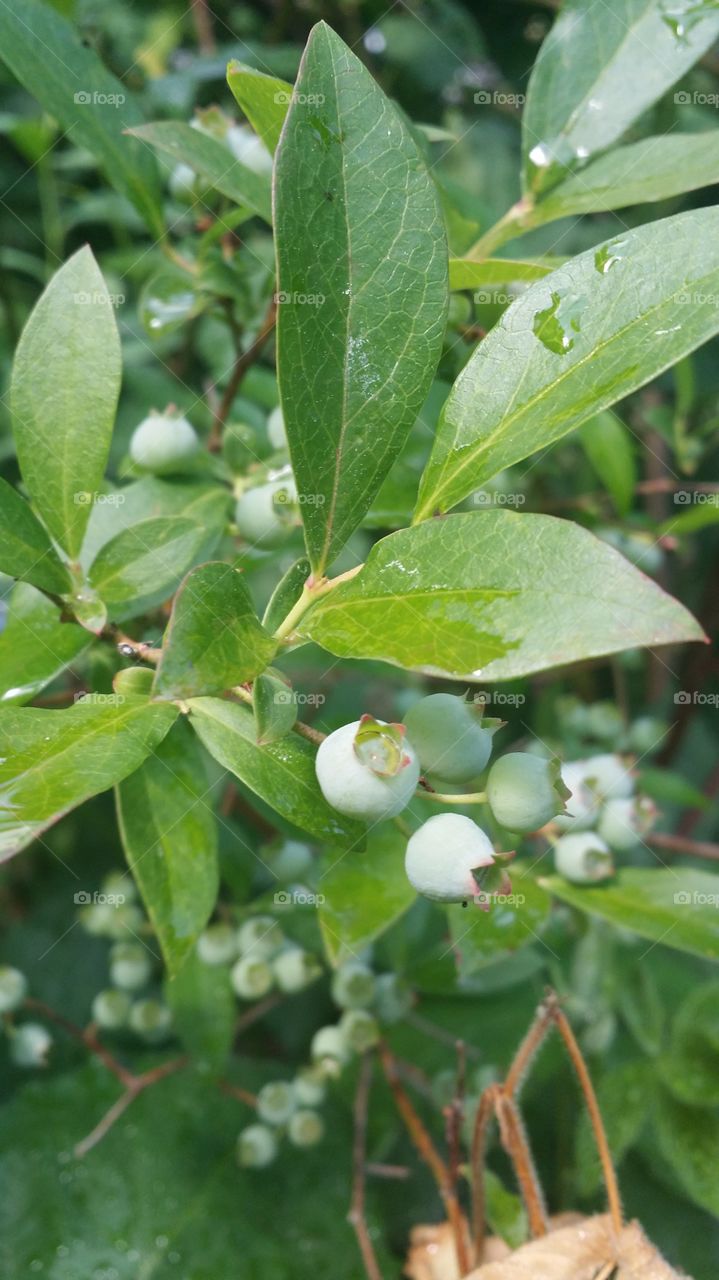Fruit bush