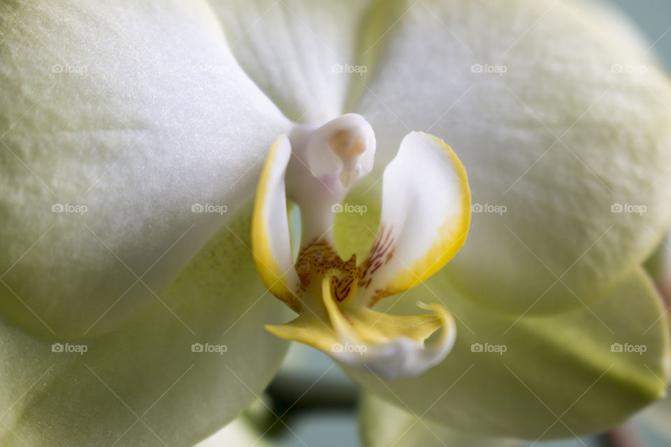 Yellow Orchid