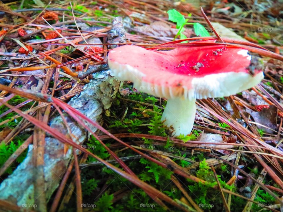 Mushroom in Red. mushroom in Red