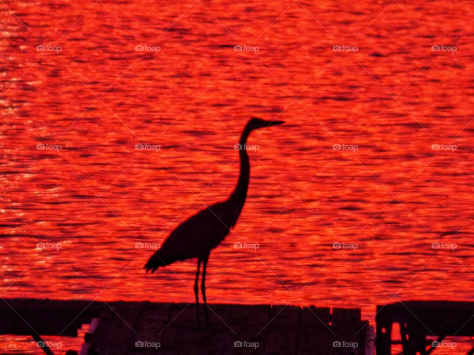 Sunset heron on the dock