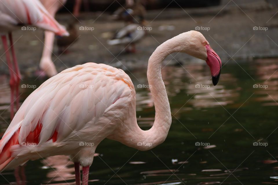 Flamingo in the water