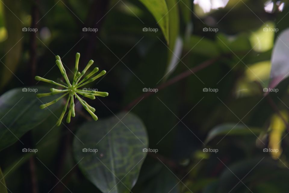 star shaped floral in the yard of the house