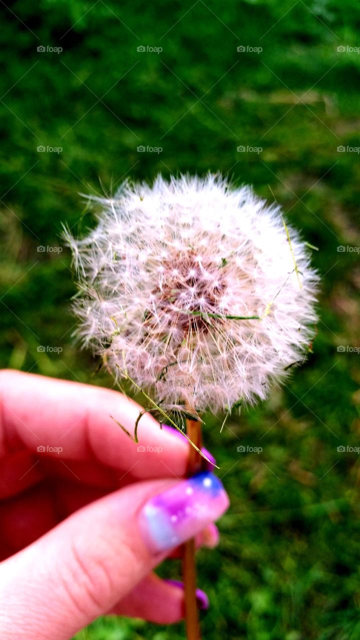 beautiful nature of spring, dandelion