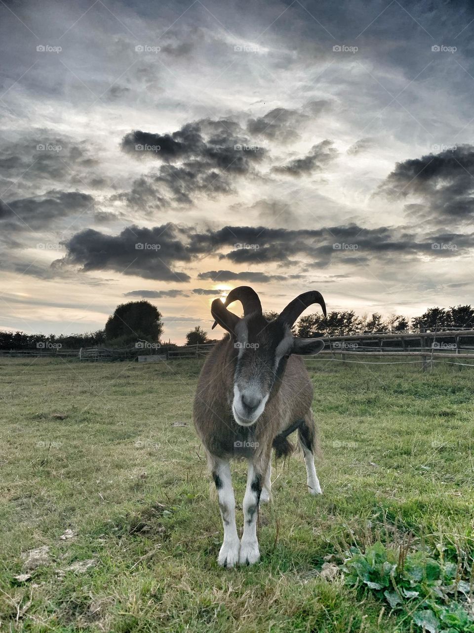 Goat under stormy skies 