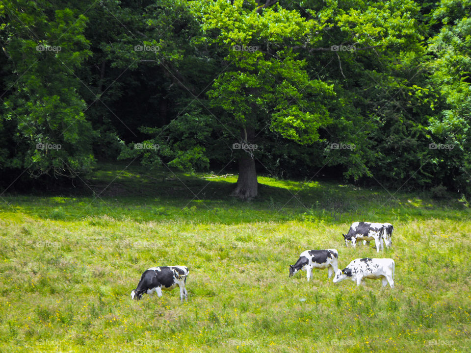 Some black and white cows on a green hillside
