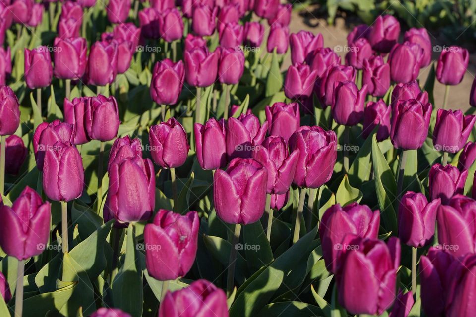 magenta tulips
