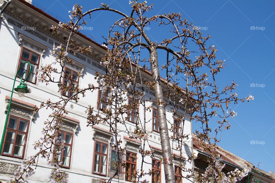 springtime in town, 
Brasov, Romania,