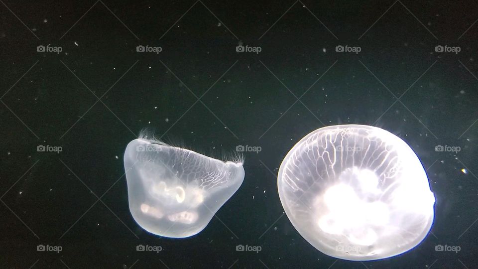 jellyfish