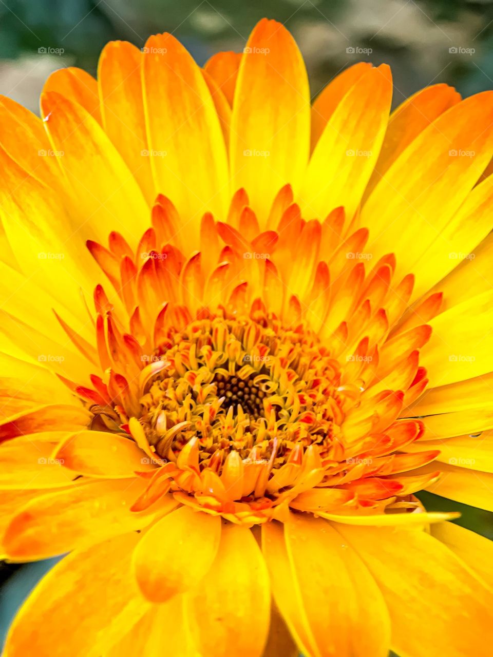 Macro view of a yellow daisy. Texture and pattern of the petals are visible 