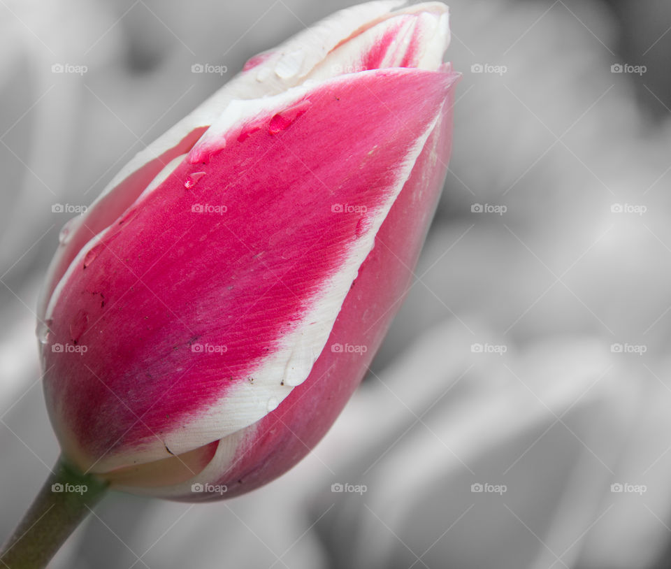 Pink tulip in black and white 