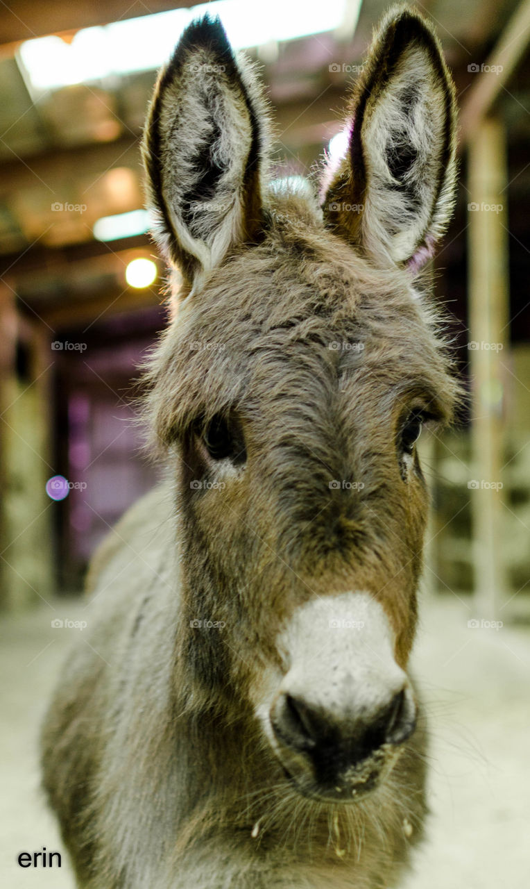 Mini donkey 