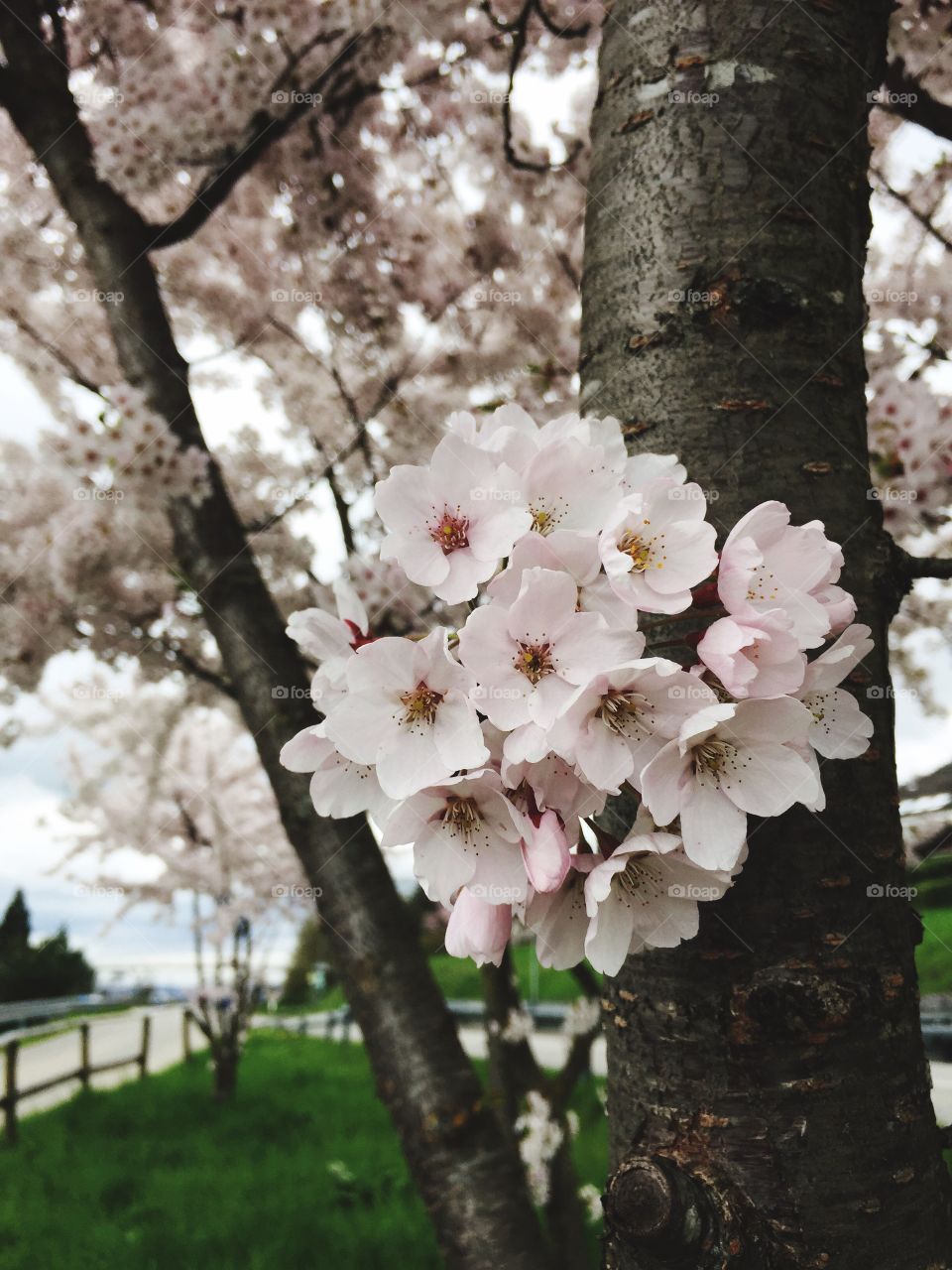 Tree with blossoms - it's spring time 