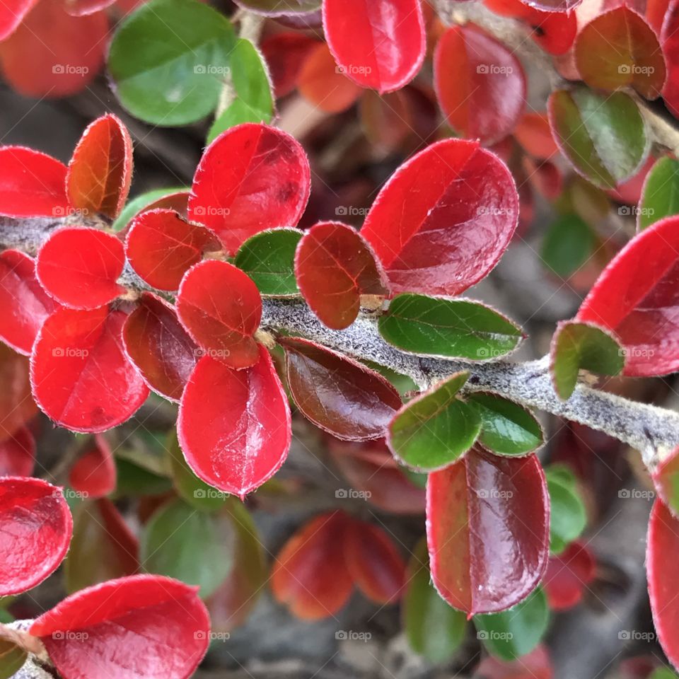 Tiny leaves on the branch of a bush turning mostly to fall colored red with some green still light left. 