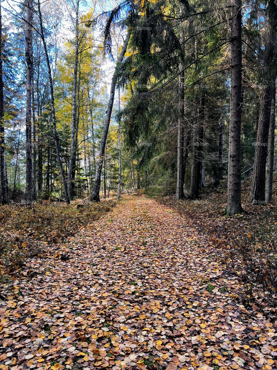 Beautiful tranquil autumn fall forest landscape with footpath covered with fallen leaves 