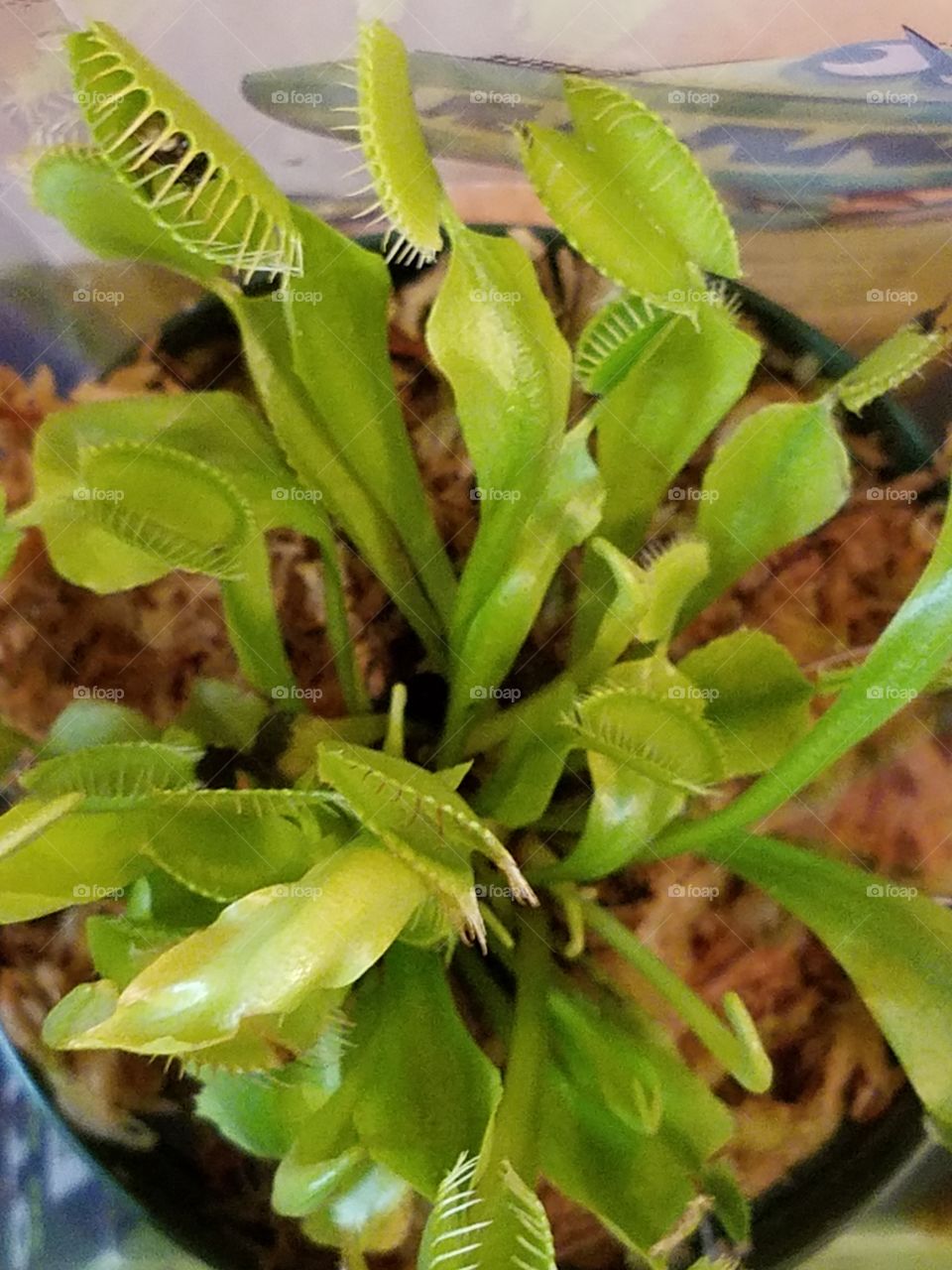 Venus Fly Trap enjoying it's fly that landed right into the pod... a lot of empty pods ready for a meal!