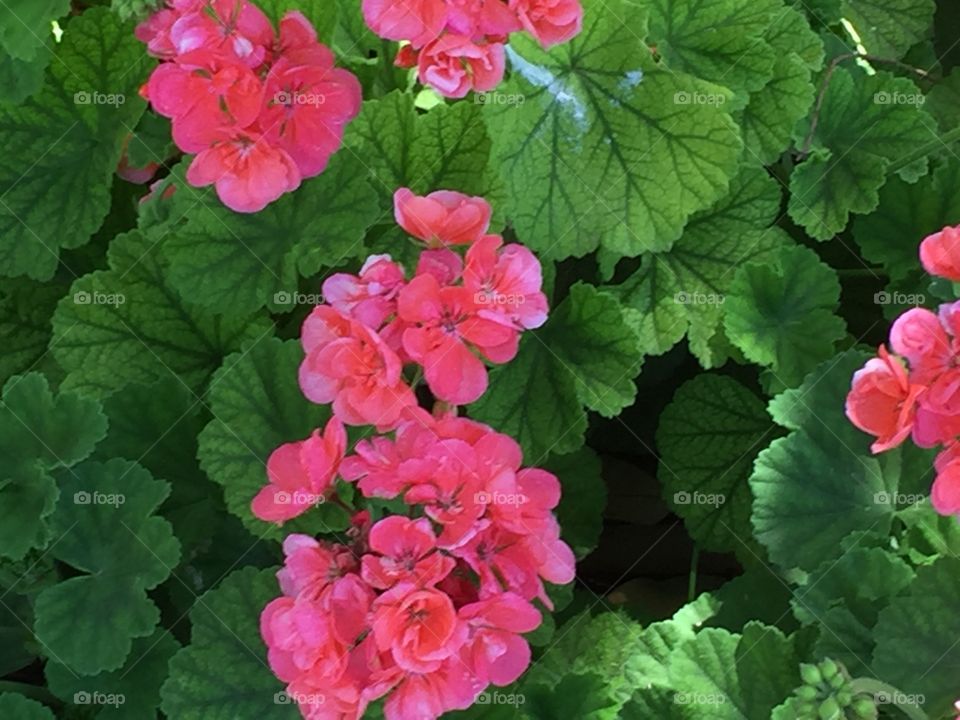 Flowers and leaves of pelargonium flower