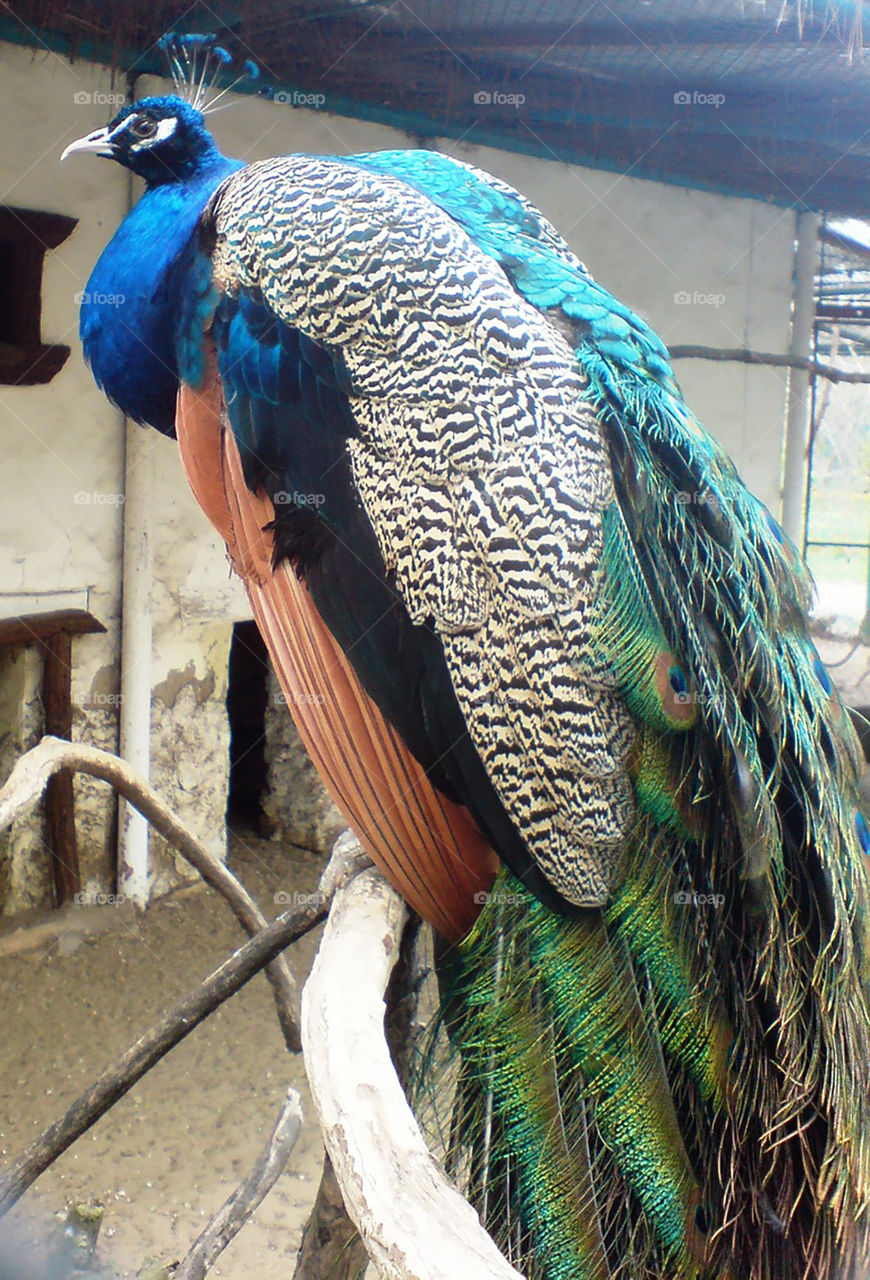 Peacock