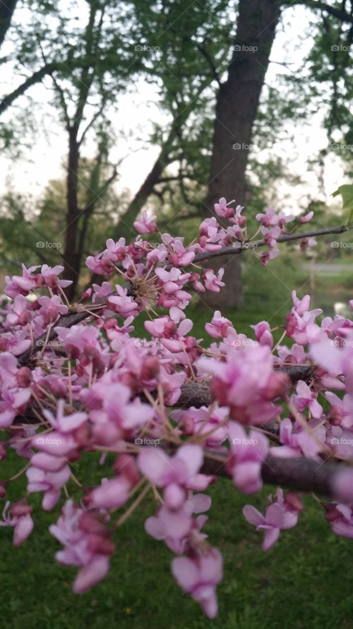 pink tree