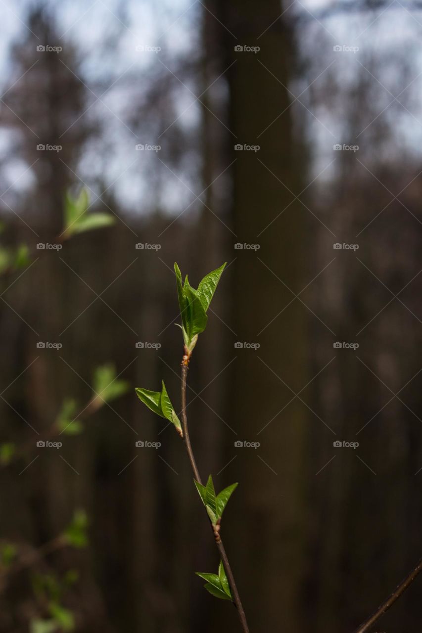 Thin Twig with the First Green Leaves in the Spring Forest