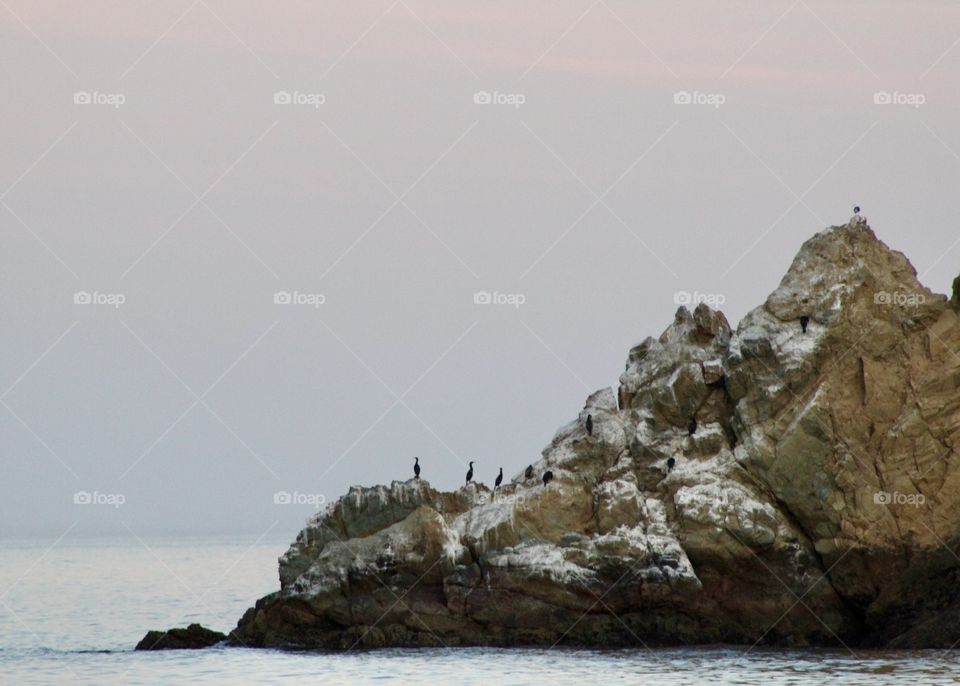 Birds on ocean rocks