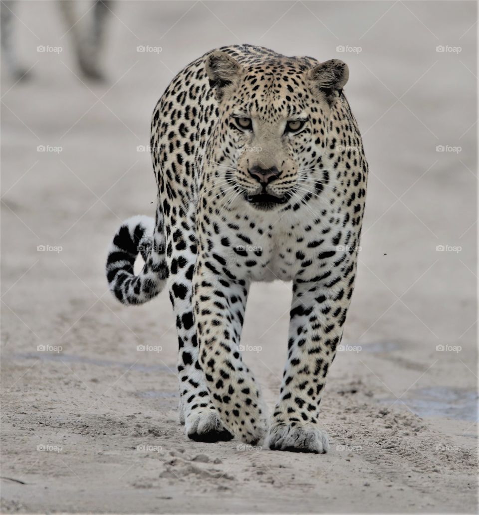 Majestic leopard