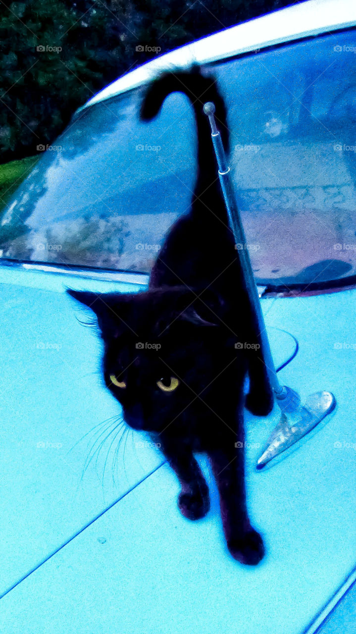 Black cat on blue car