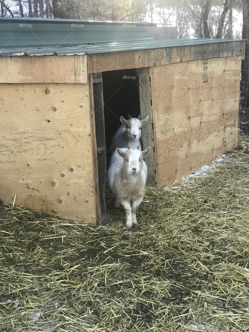 Two goat kids peeking out of a barn on a dreary winter day. White and tan goats.