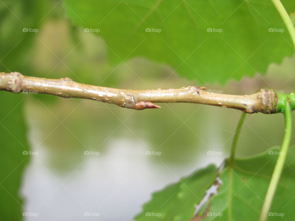 nature bud leaf twig by danelvr032708