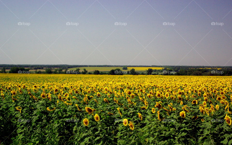 Sunflower field.